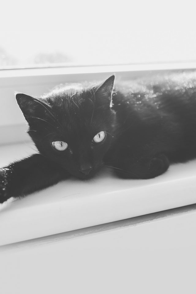 Black Cat Animal Cute Watchin Android wallpaper