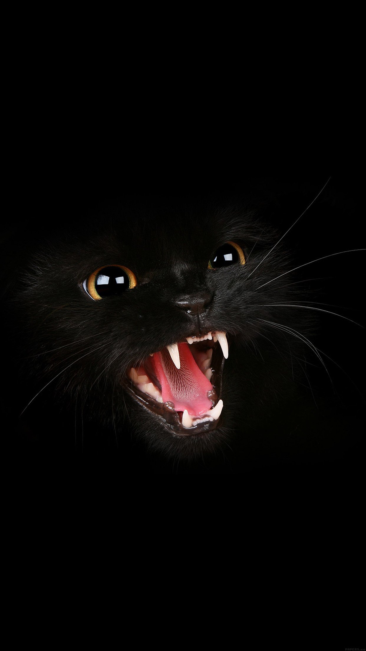 Black Cat Roar Animal Cute Android wallpaper