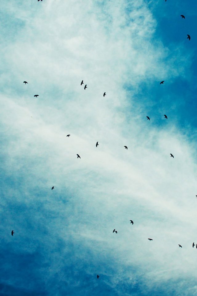 Blue Birds Sky Animal Nature Android wallpaper
