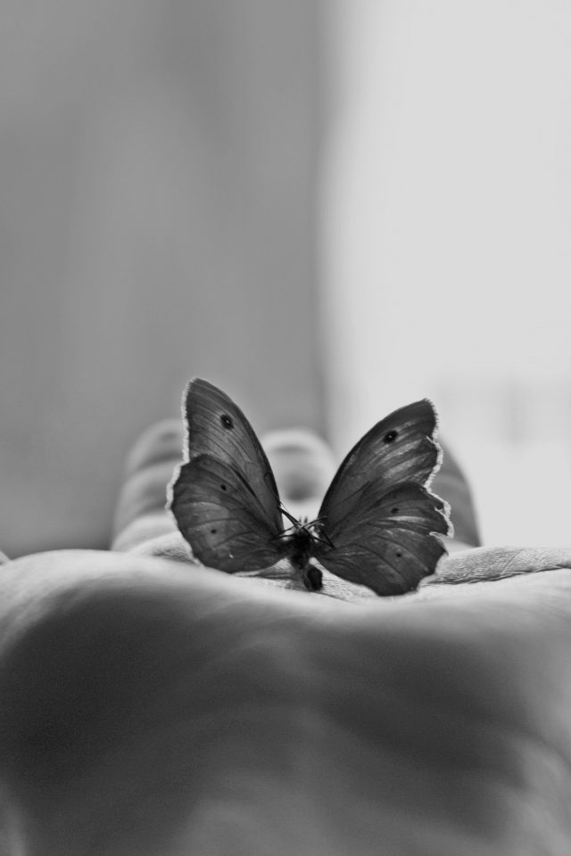 Butterfly Love In Hand Animal Bw Android wallpaper