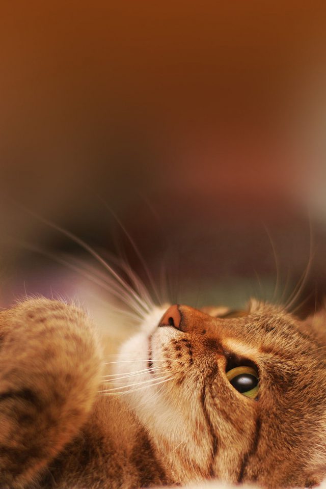 Cat In Bed Animal Nature Android wallpaper