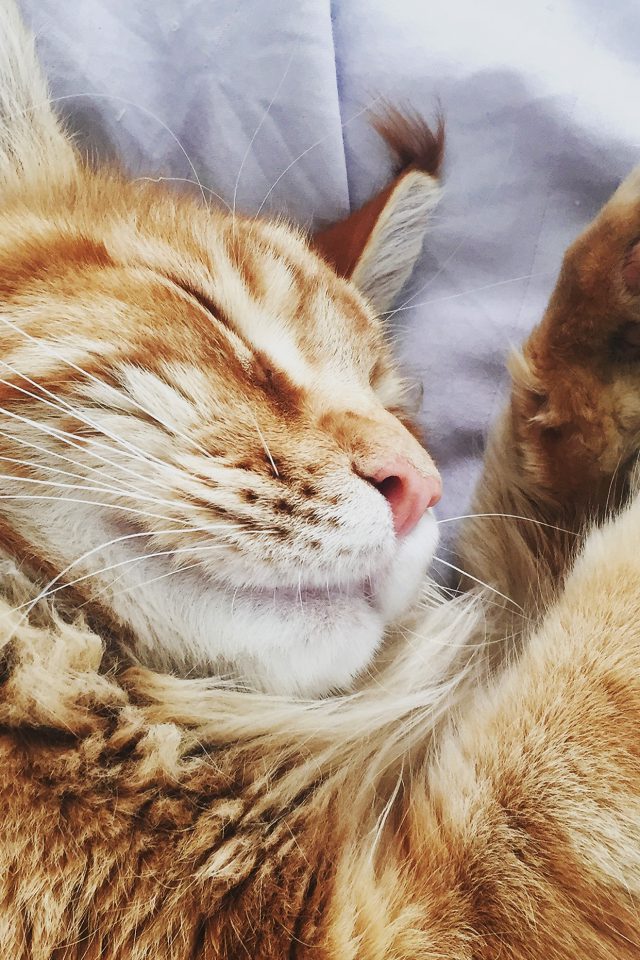 Cat Nap Sleeping Animal Cute Orange Android wallpaper