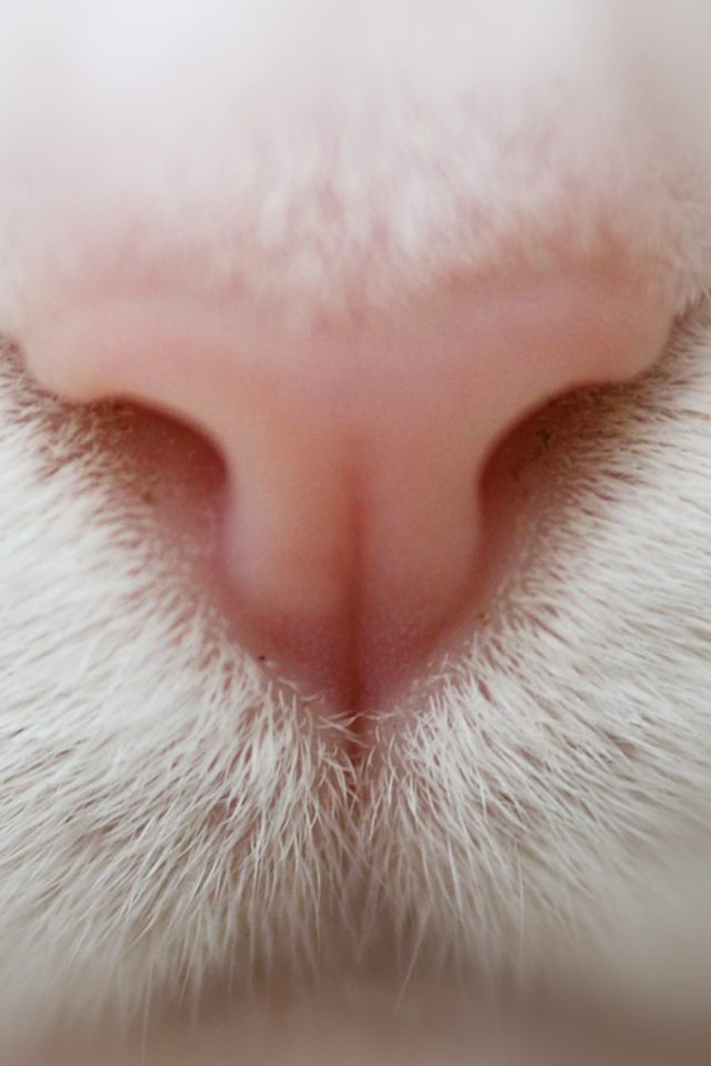 Cat Nose Cute White Pink Animal Android wallpaper