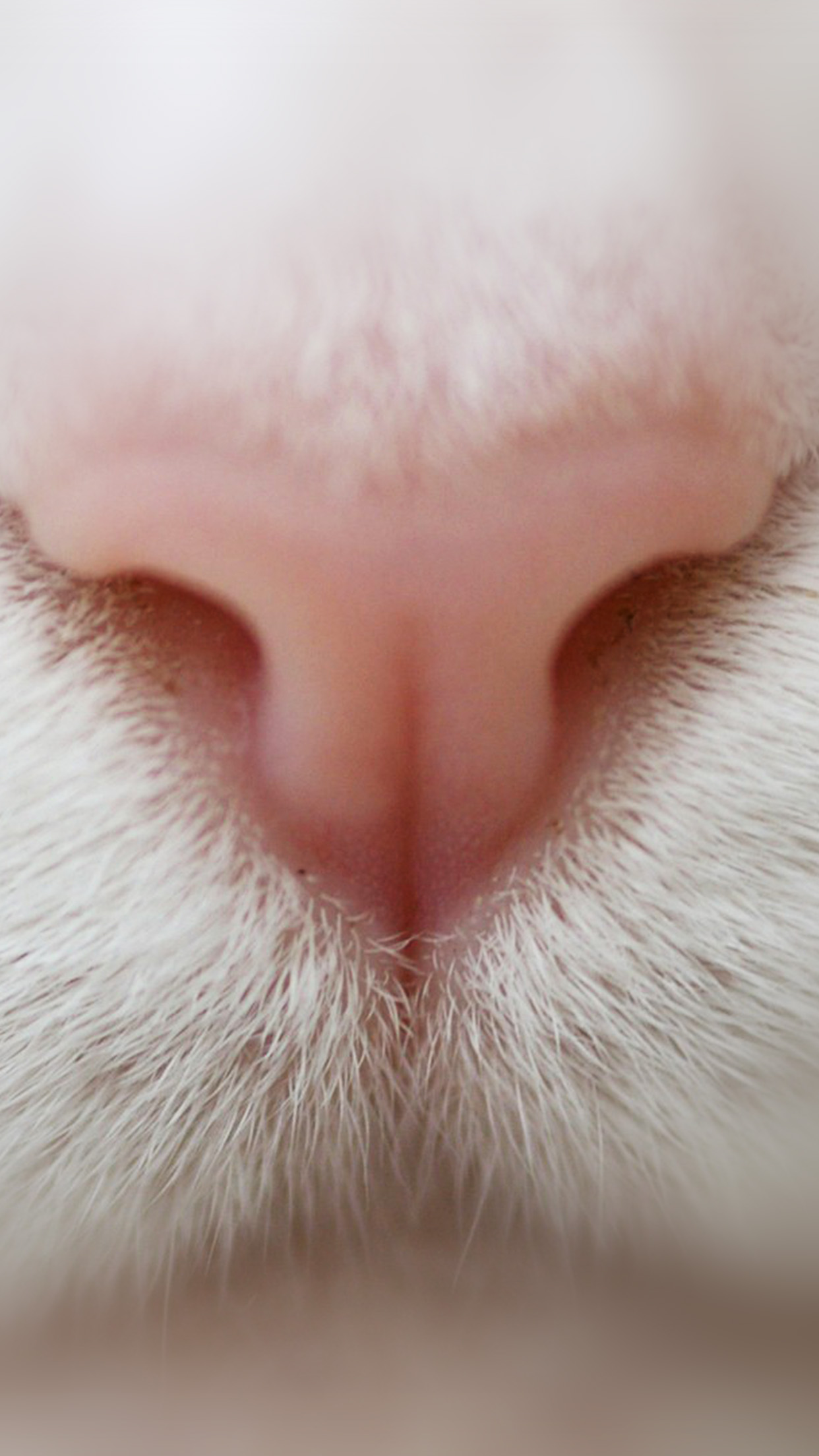 Cat Nose Cute White Pink Animal Android wallpaper