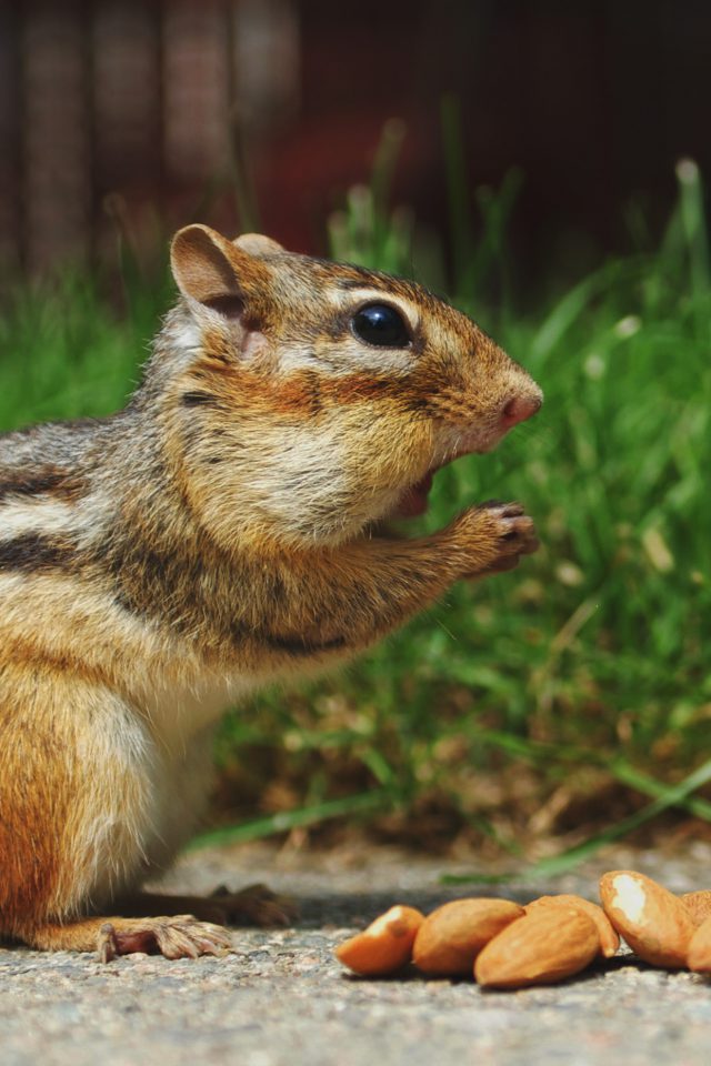 Chipmunk Eating Surprised Nature Animal Android wallpaper