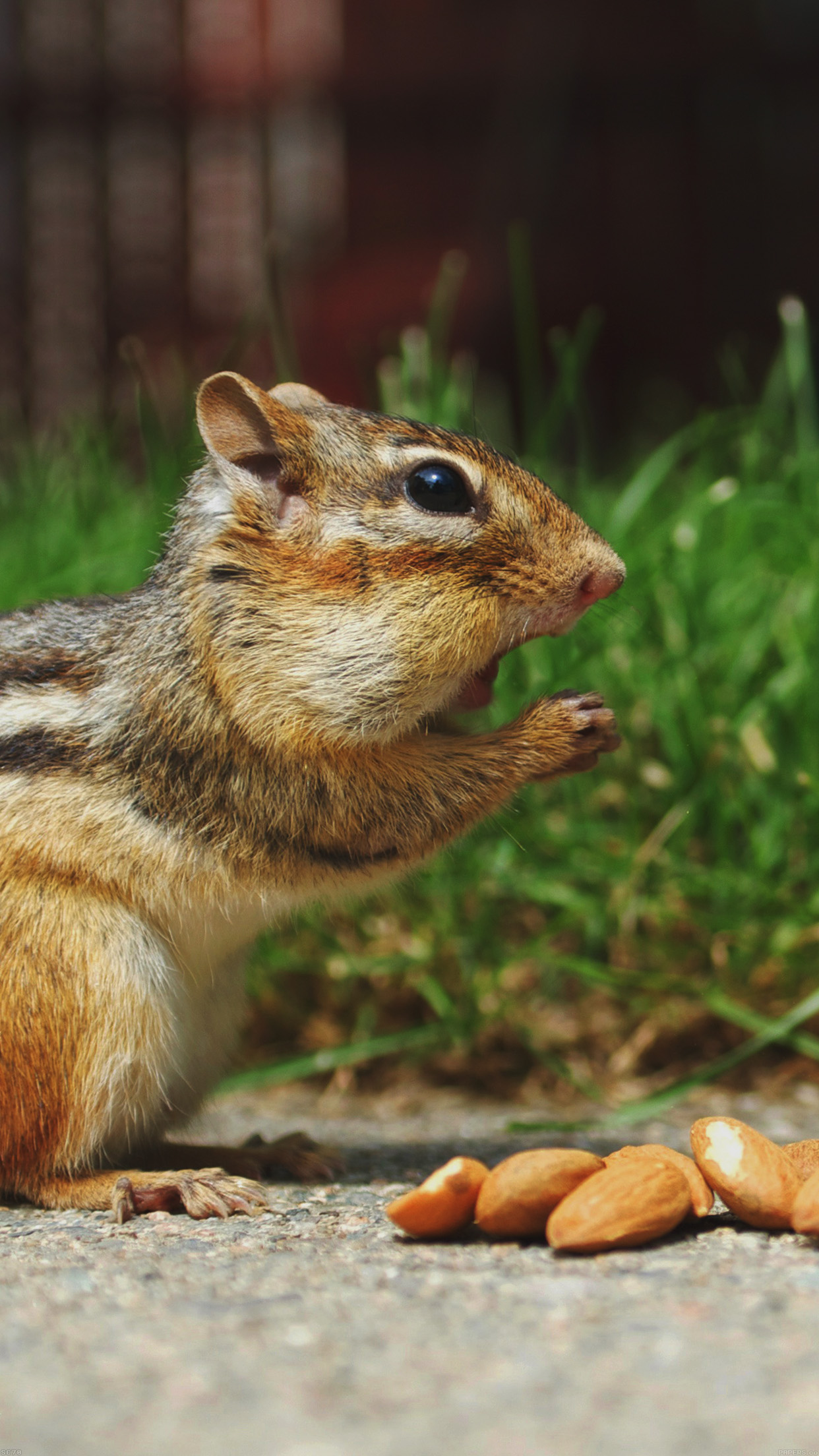 Chipmunk Eating Surprised Nature Animal Android wallpaper
