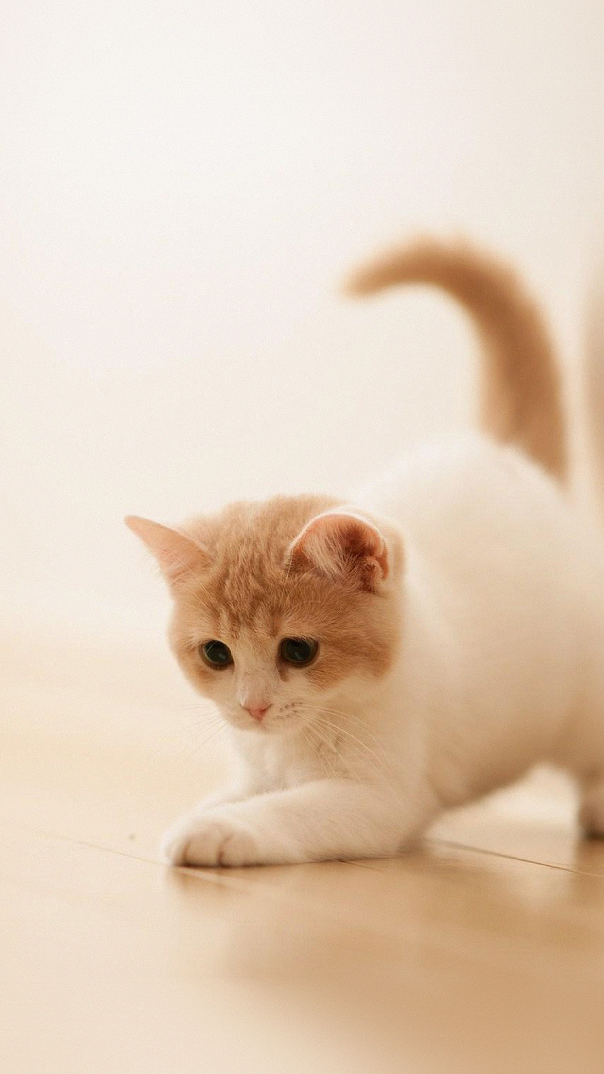 Cute Cat Kitten Animal Android wallpaper