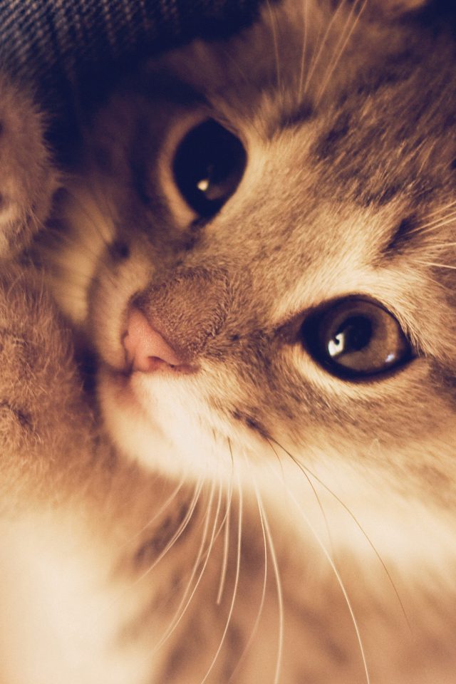 Cute Cat Kitten Nature Animal Android wallpaper