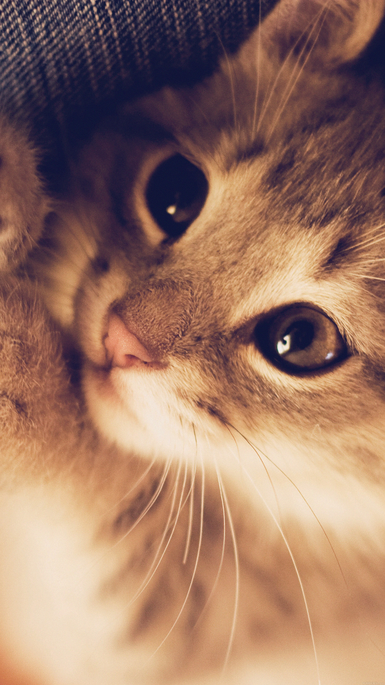 cat hd wallpapers for android