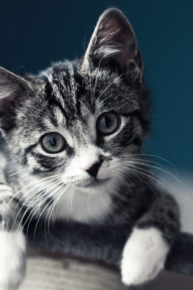Cute Cat Look Animal Love Nature Android wallpaper