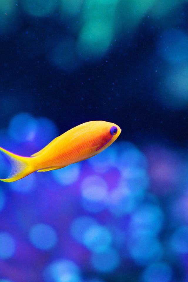 Cute Fish Ocean Sea Animal Nature Android wallpaper