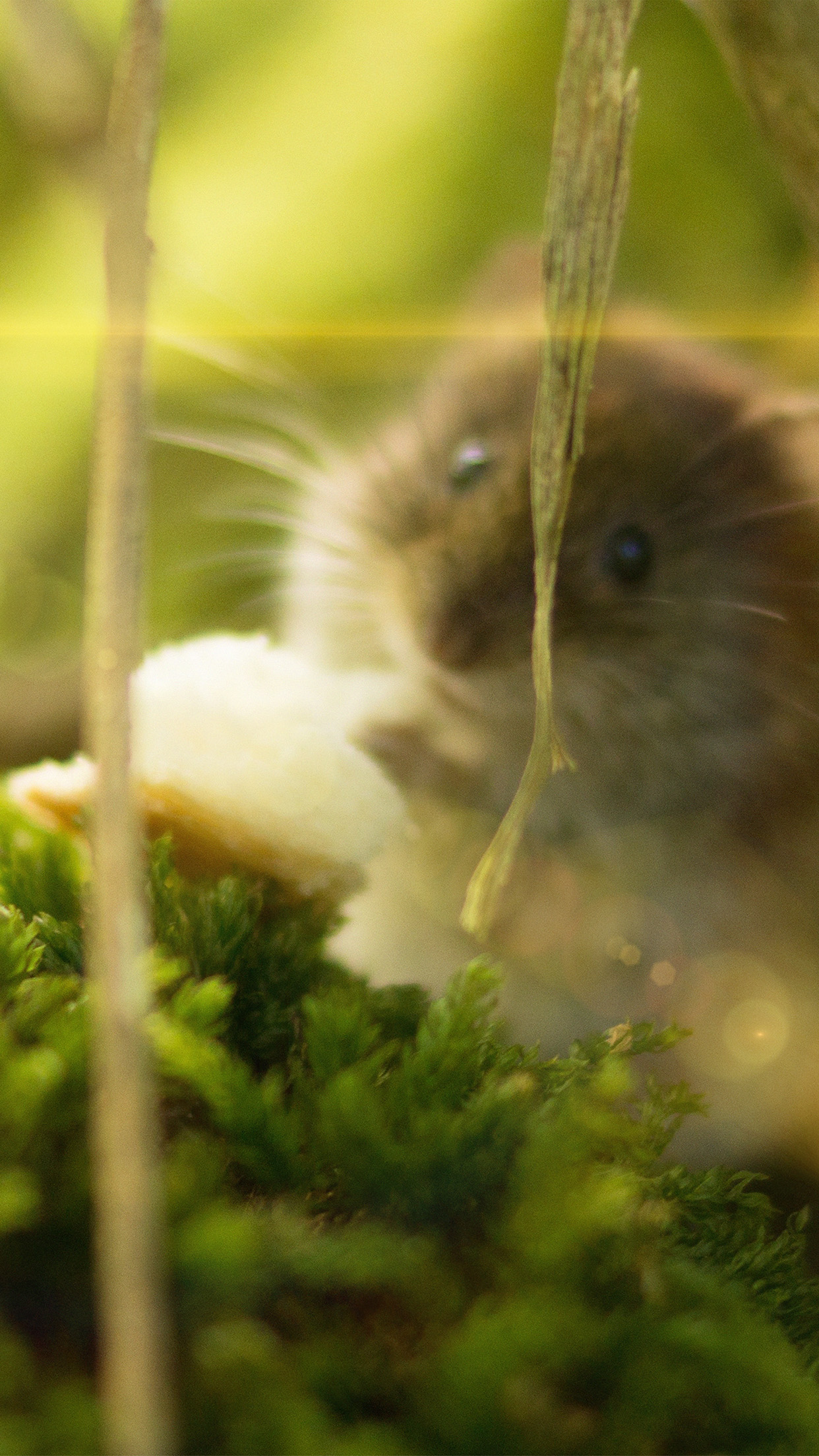 Cute Mouse Animal Nature Flare Android wallpaper