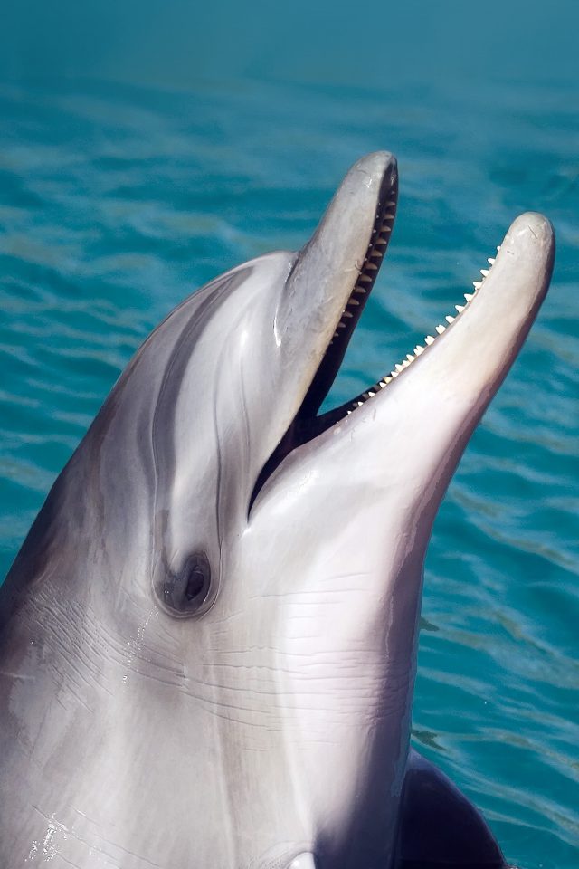 Dolphin Sea Animal Cute Android wallpaper