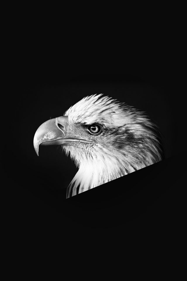 Eagle Dark Animal Bird Face Bw Android wallpaper