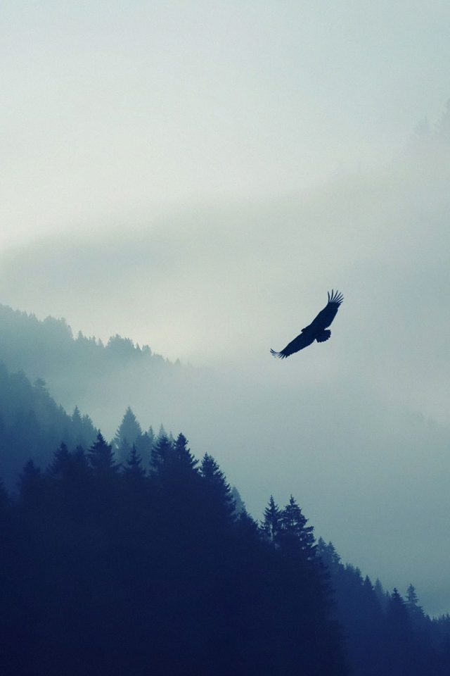 Eagle Mountain Fly Animal Android wallpaper
