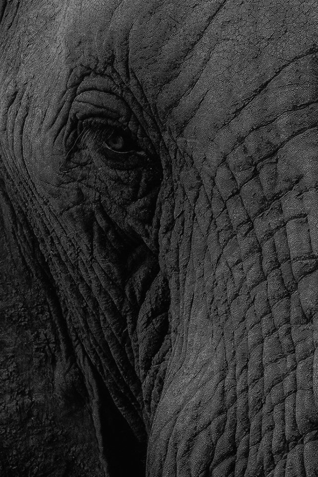 Elephant Eye Animal Nature Android wallpaper