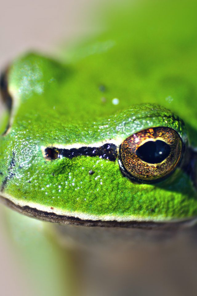 Eyes Frog Animal Lake Nature Android wallpaper