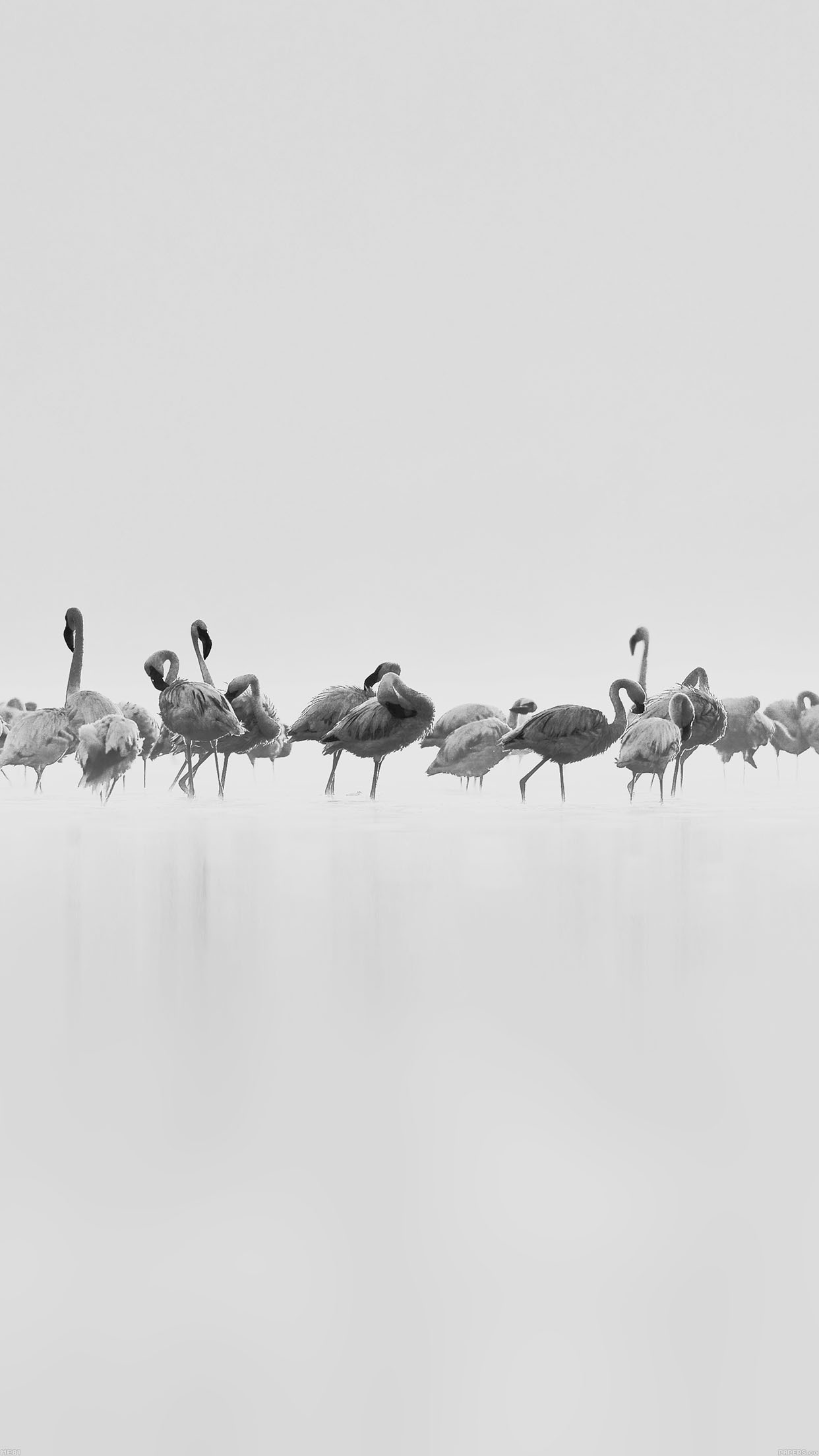 Flamingos White Peace Animal Nature Birds Android wallpaper