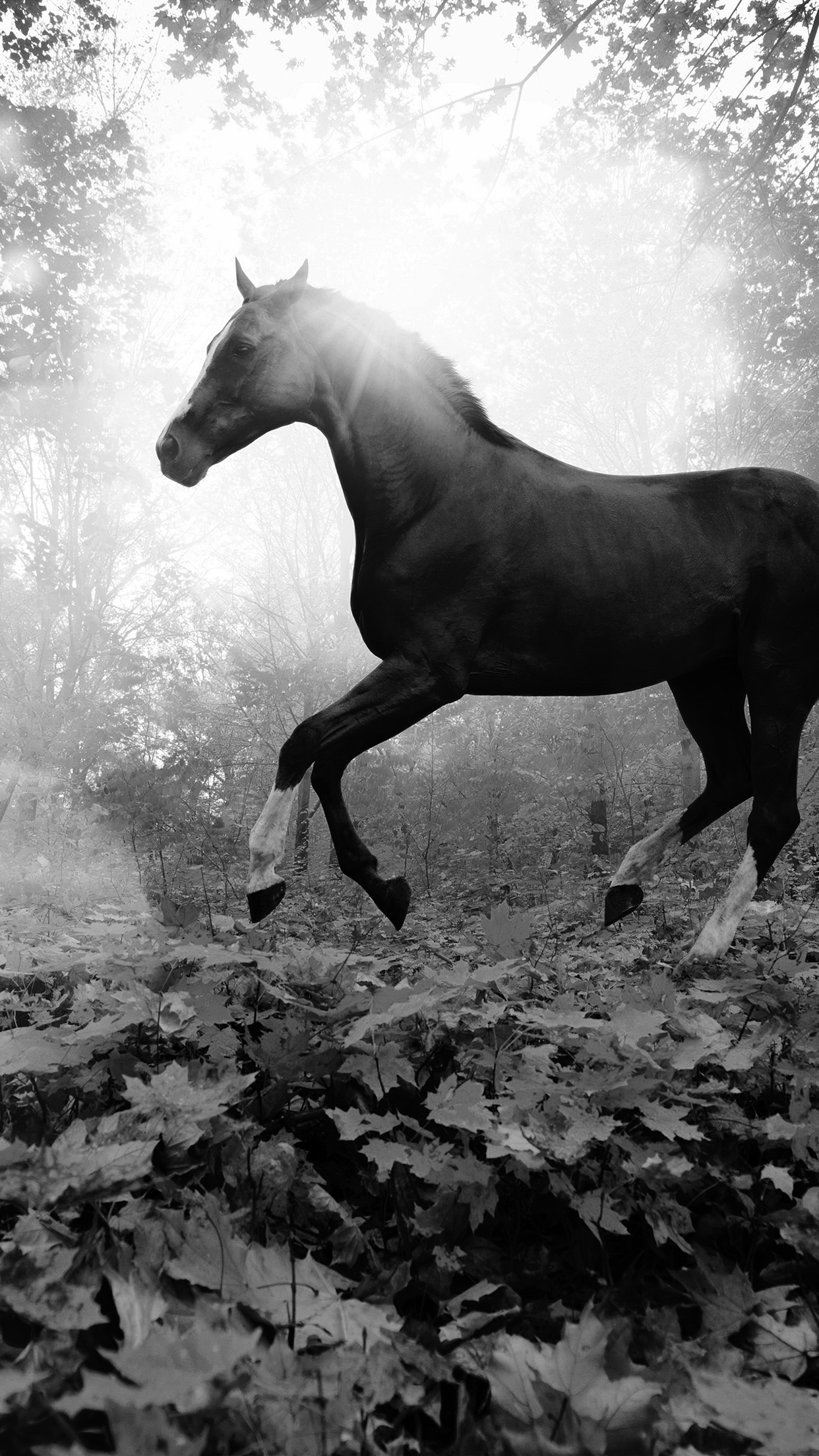 Horse Art Animal Fall Leaf Mountain Flare Dark Bw Android Wallpaper