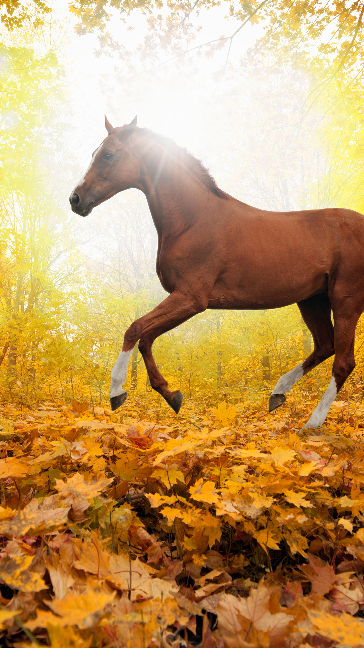 Horse Art Animal Fall Leaf Mountain Red Android wallpaper