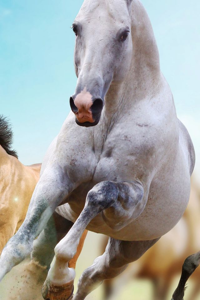 Horses Run Animal Android wallpaper