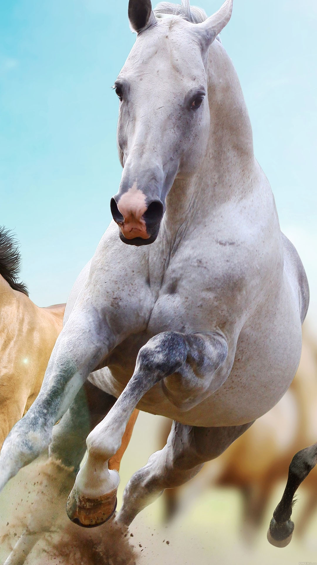 Horses Run Animal Android wallpaper
