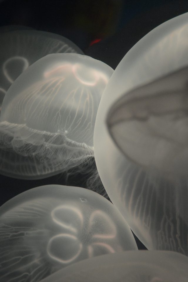 Jellyfish Animal Sea Water Ocean Nature Android wallpaper
