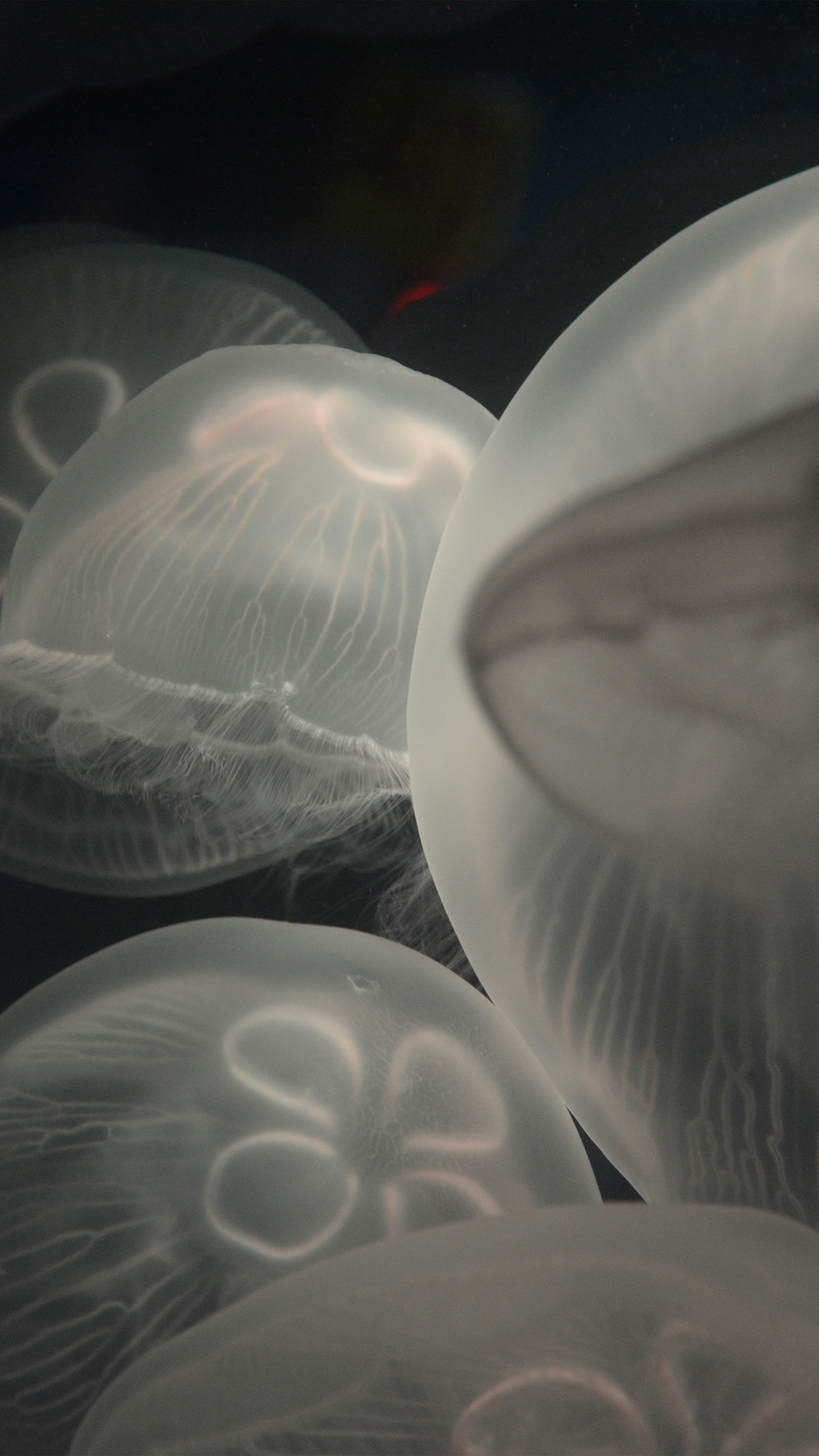 Jellyfish Animal Sea Water Ocean Nature Android wallpaper