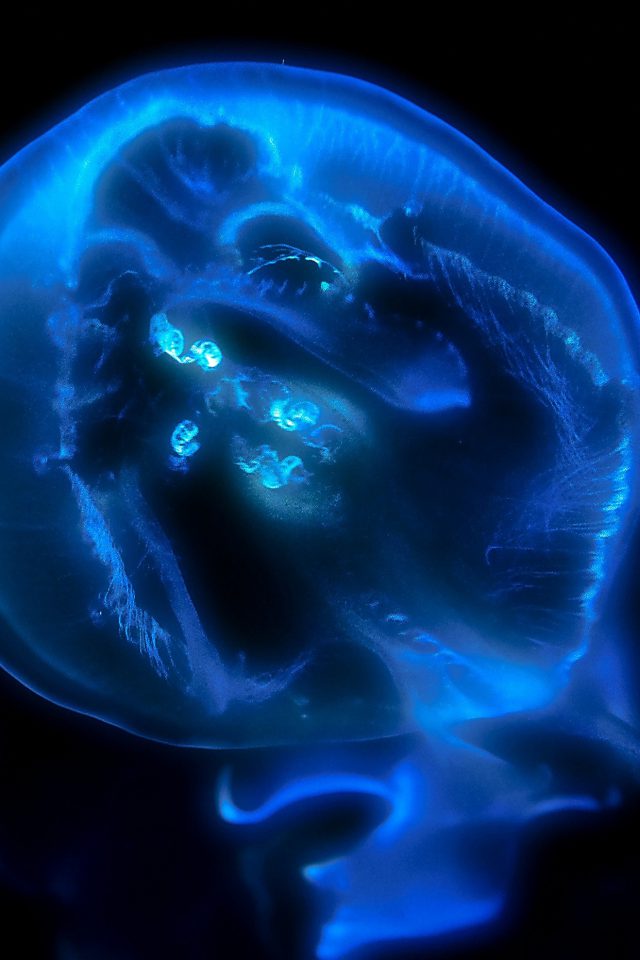 Jellyfish Blue Sea Animal Android wallpaper