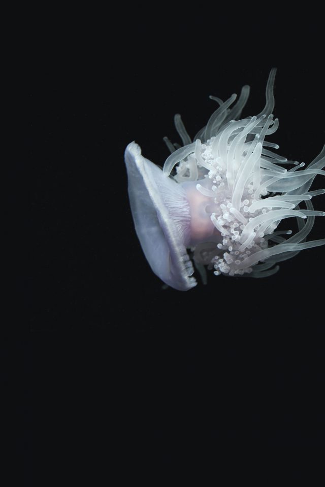 Jellyfish Dark Sea Ocean Animal Android wallpaper