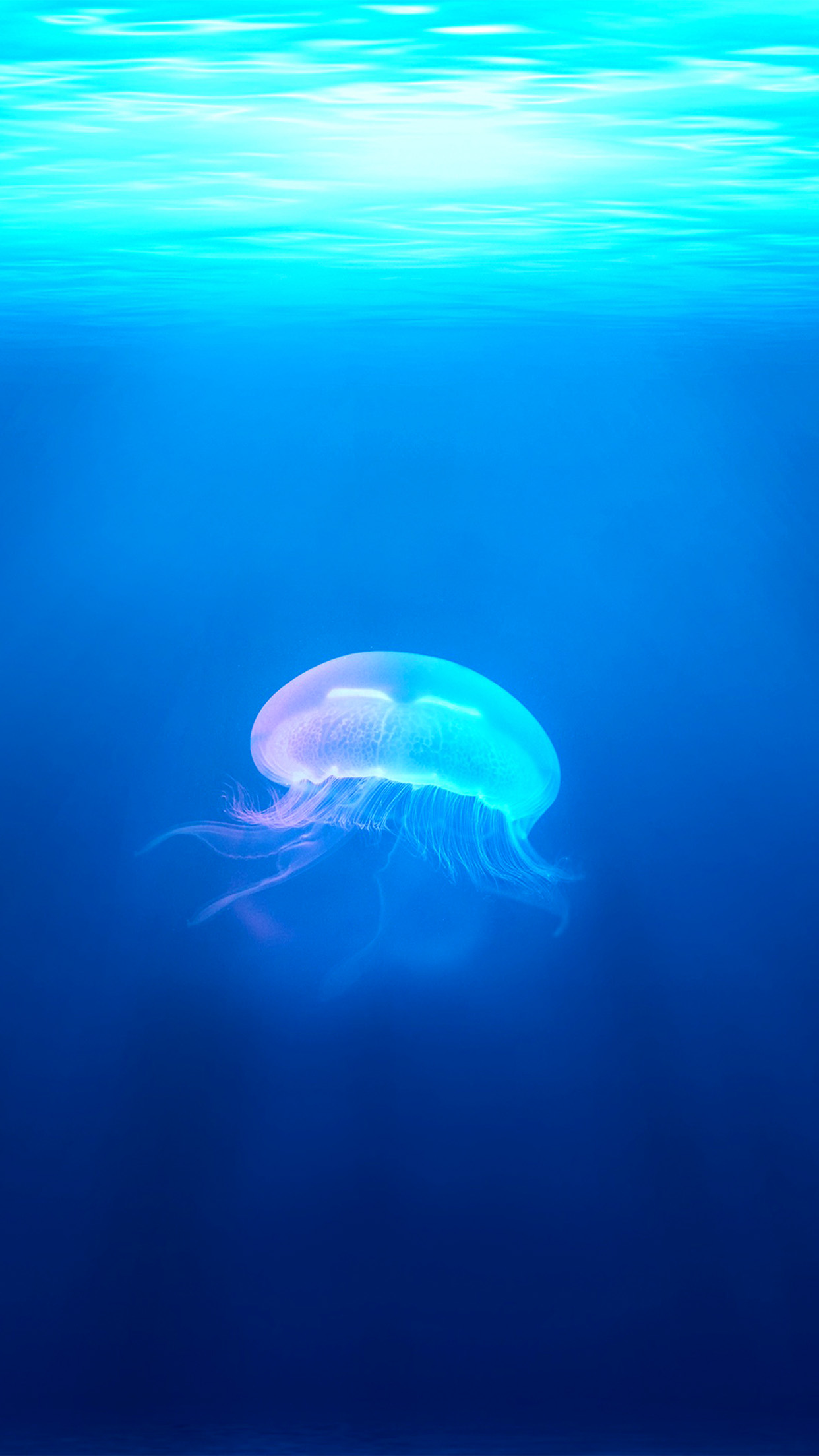 Jellyfish Sea Ocean Water Blue Animal Android wallpaper