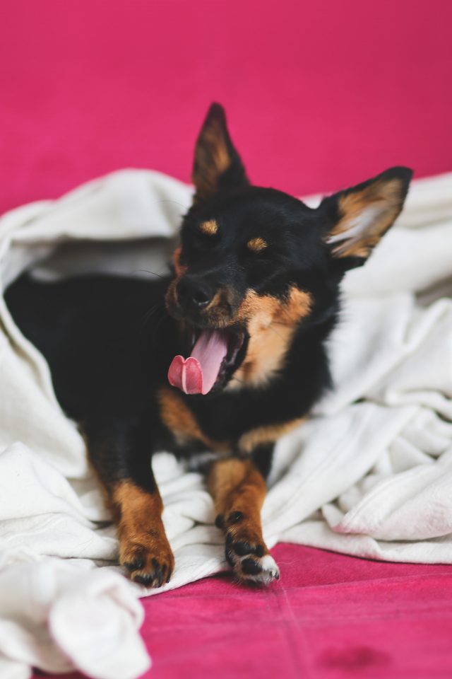 Love Dog Yawn Cute Animal Android wallpaper
