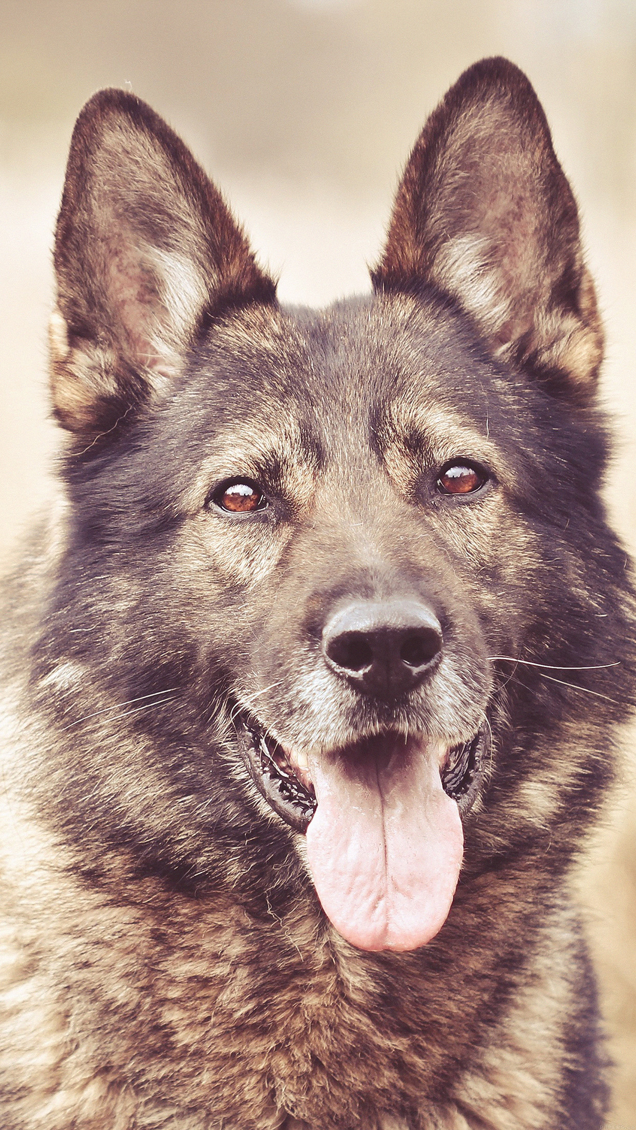 My Shepherds Dog Smile Animal Nature Android wallpaper