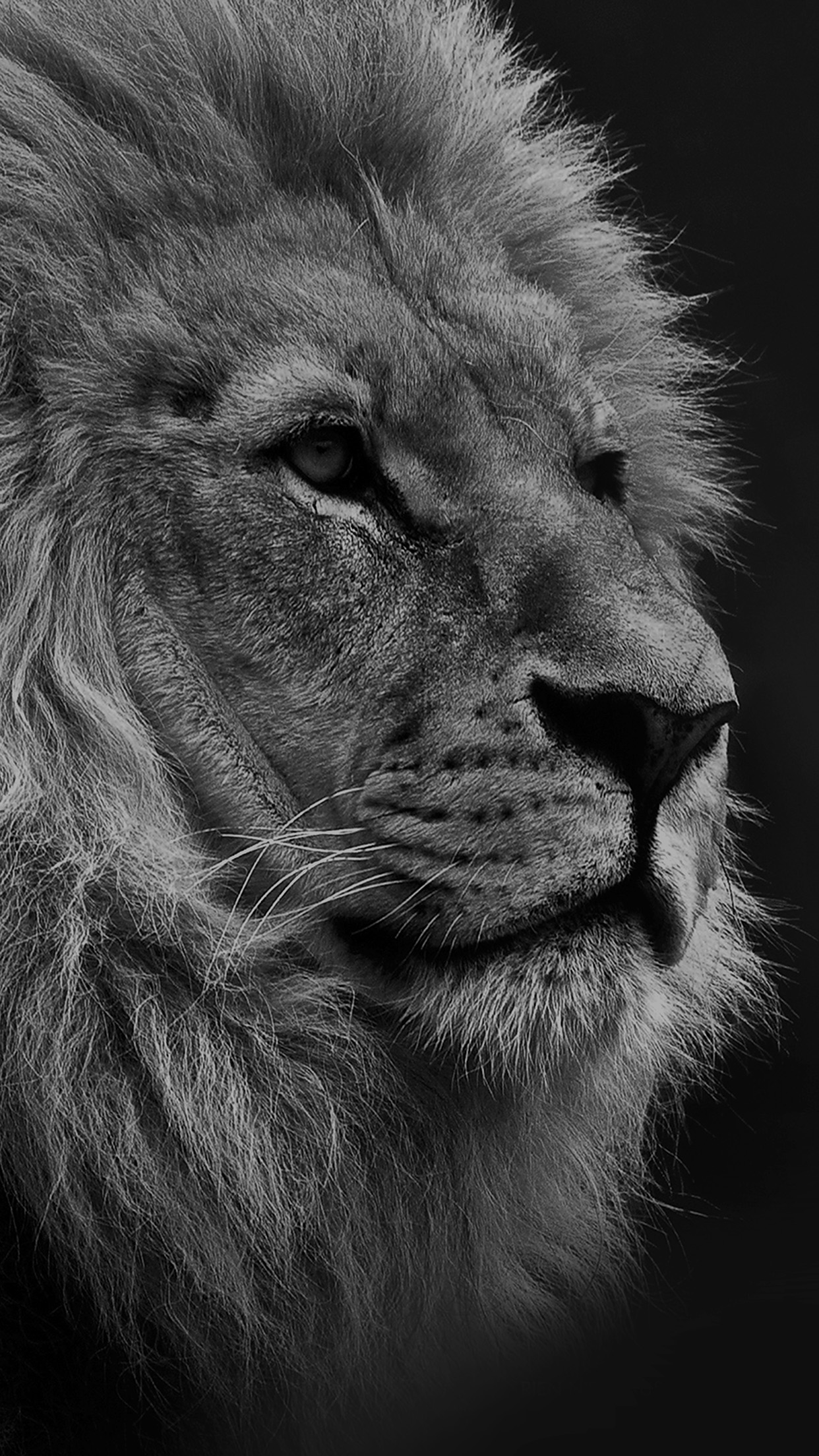 National Geographic Nature Animal Lion Dark Bw Android wallpaper