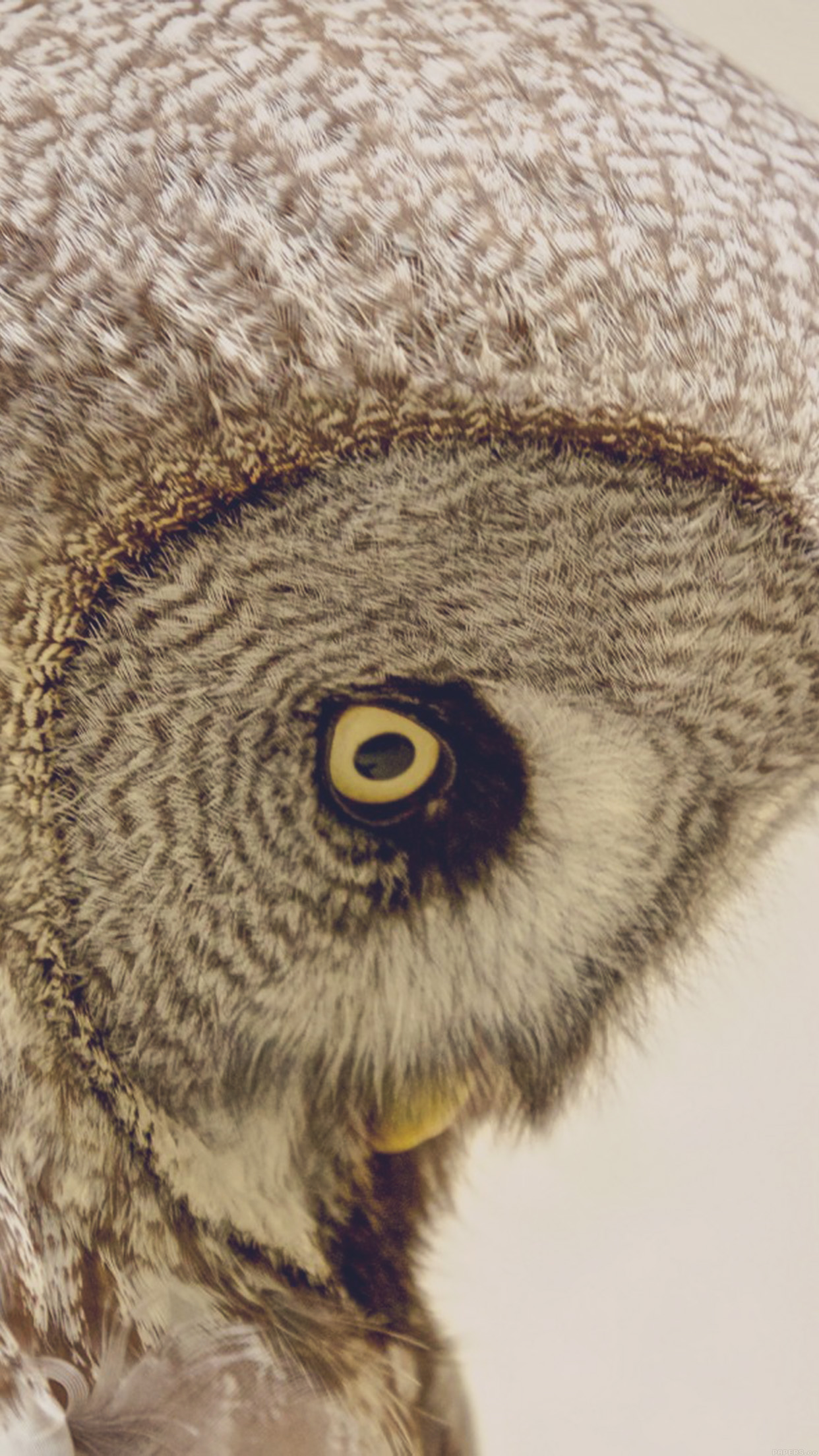 Owl Eye Animal Nature Android wallpaper