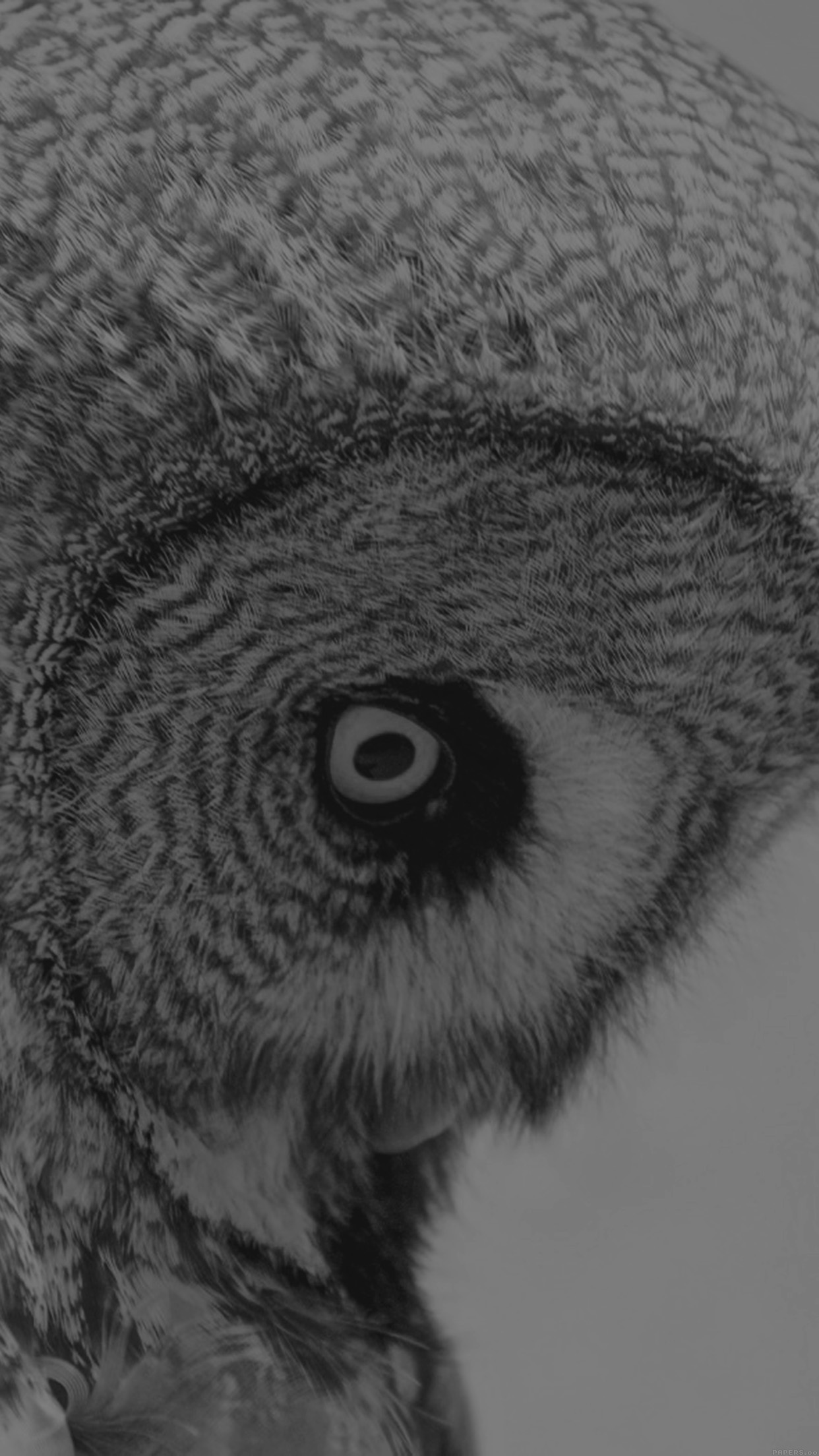 Owl Eye Bw Dark Animal Nature Android wallpaper