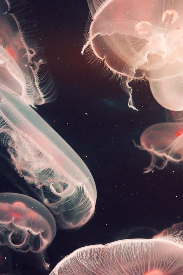 Pacific Jellyfish Ocean Sea Animal Nature Flare Android wallpaper