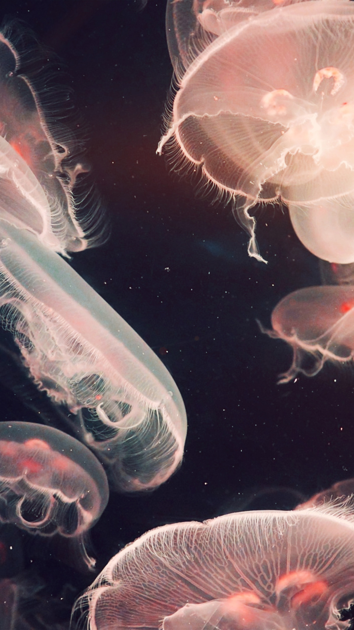 Pacific Jellyfish Ocean Sea Animal Nature Flare Android Wallpaper 