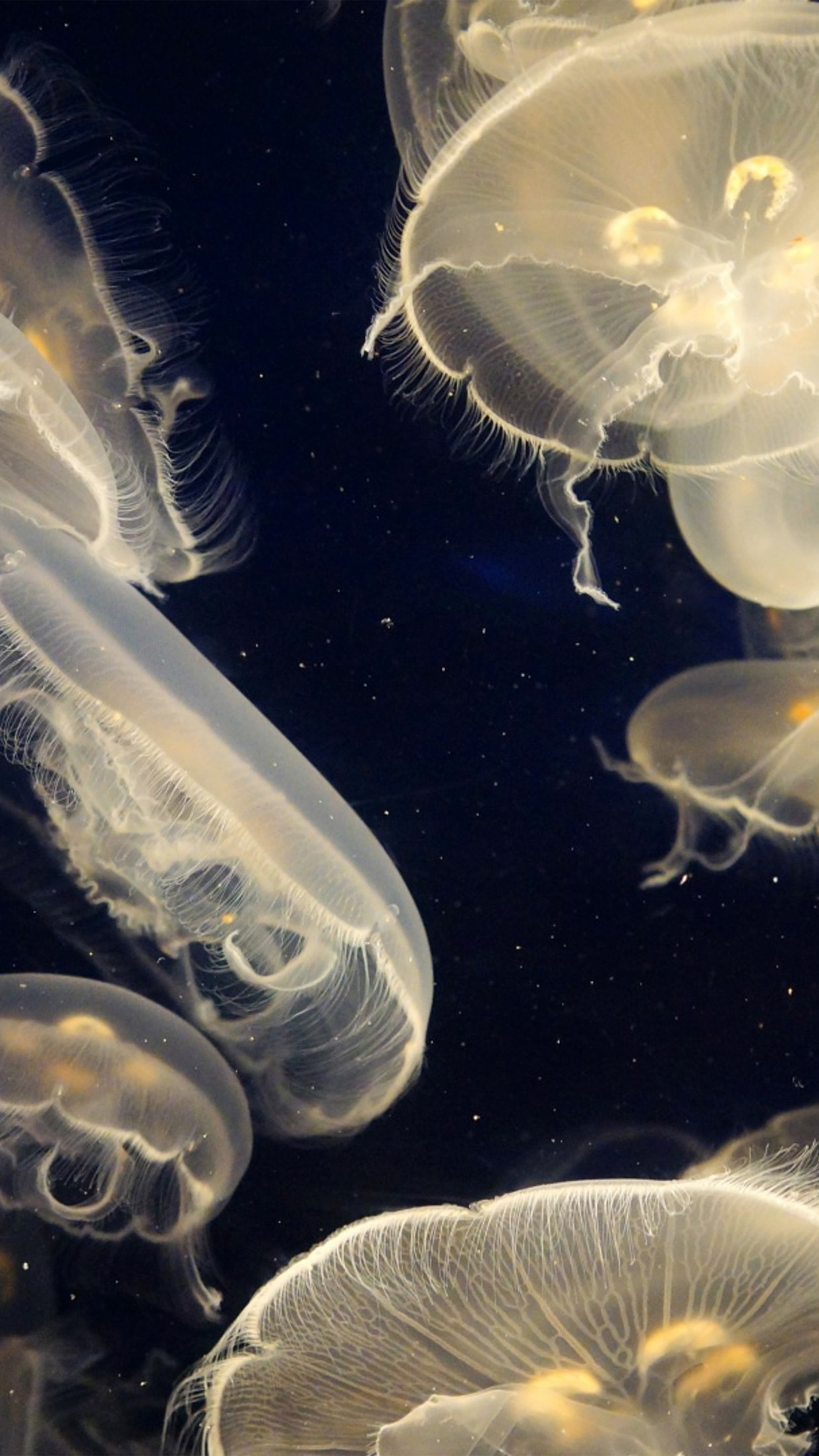 Pacific Jellyfish Ocean Sea Animal Nature Android wallpaper