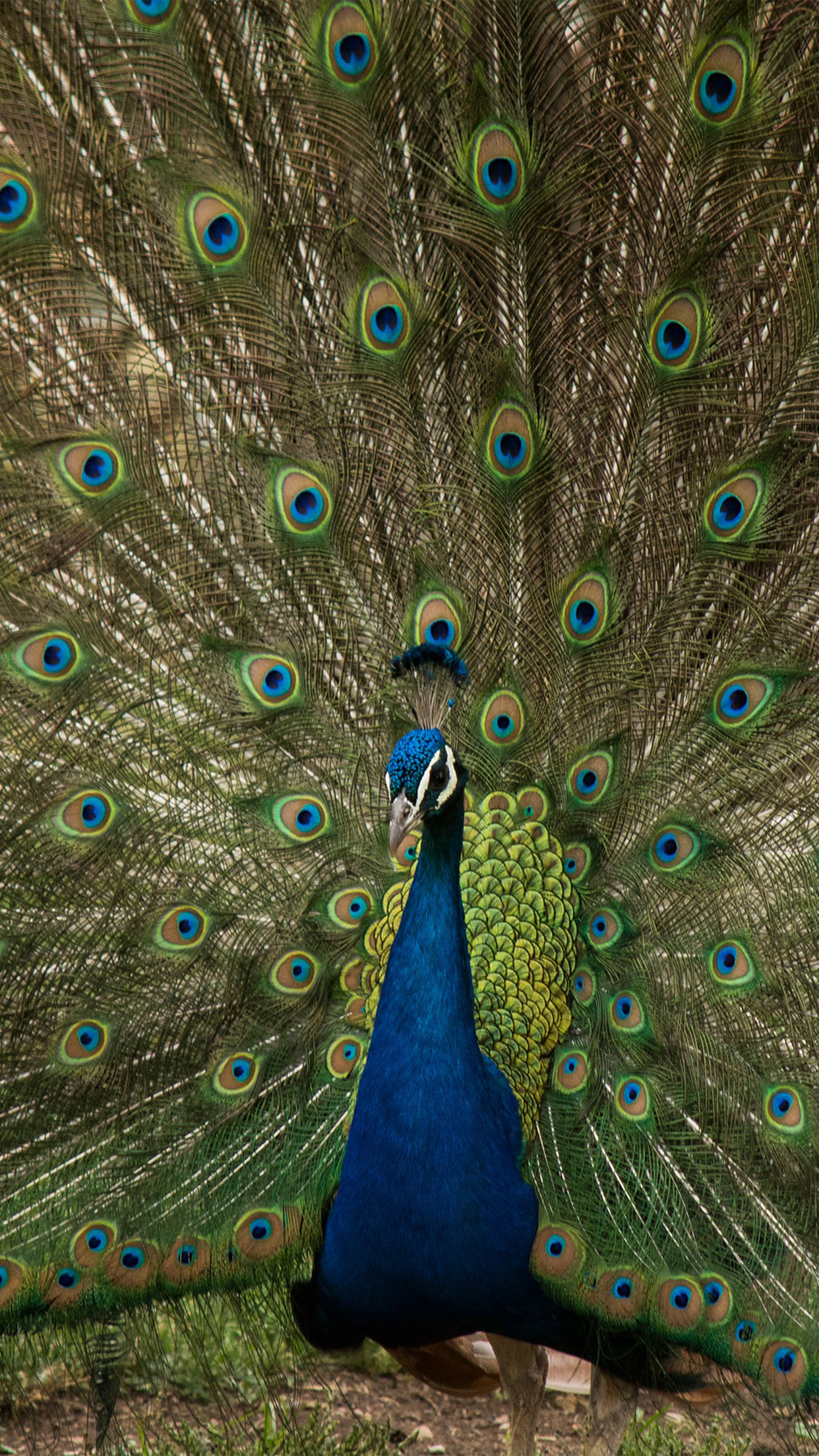 Peacock Animal Beautiful Nature Android wallpaper