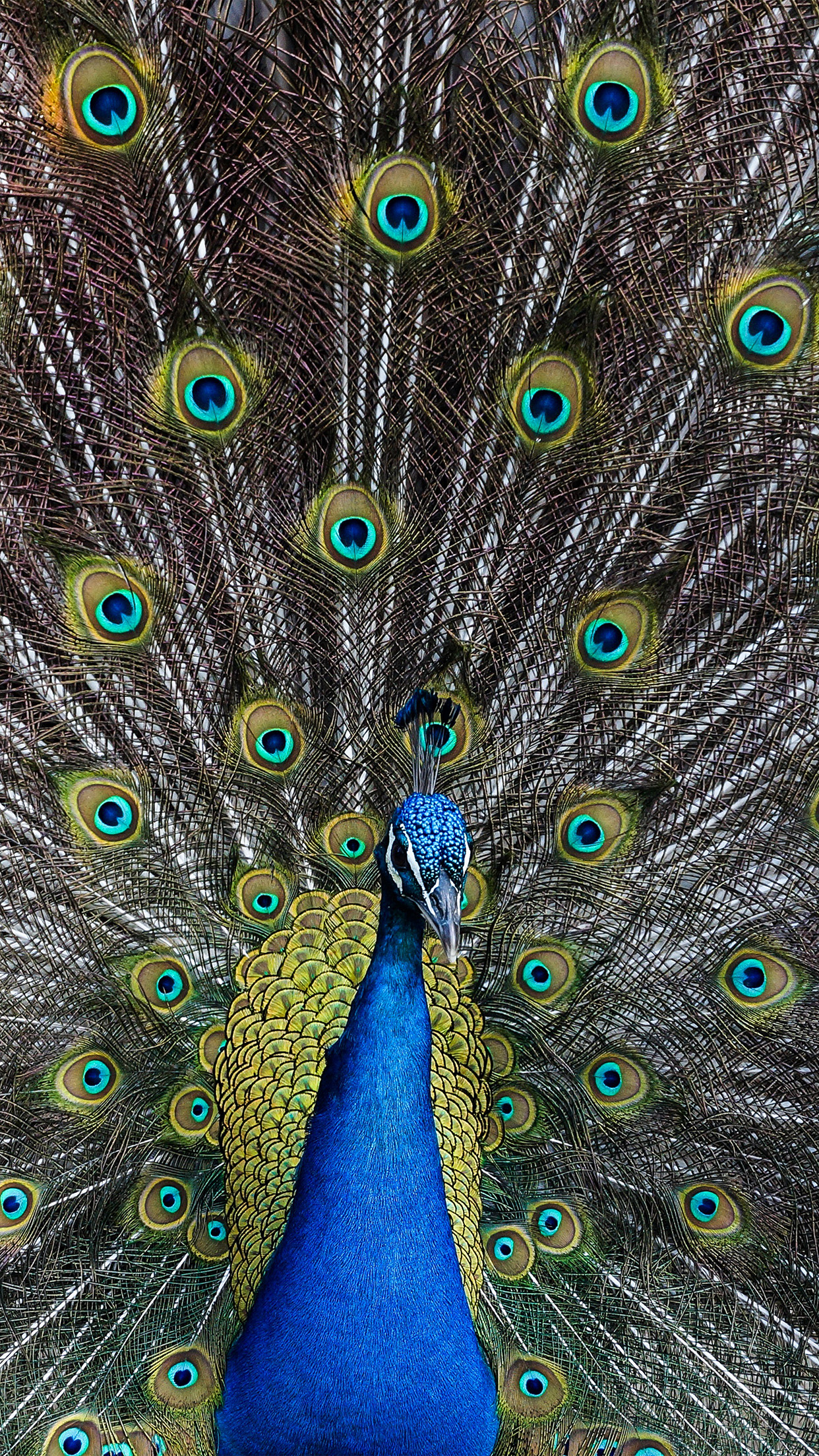 Peacock Animal Bird Art Android wallpaper