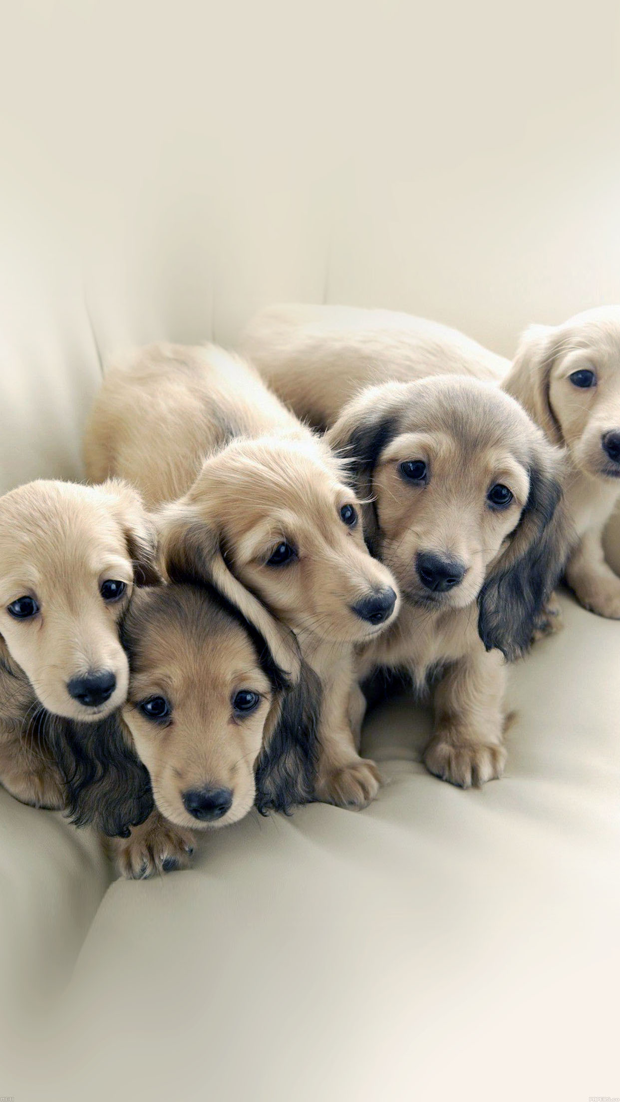 Puppy Dog Retriever Family Animal Android wallpaper