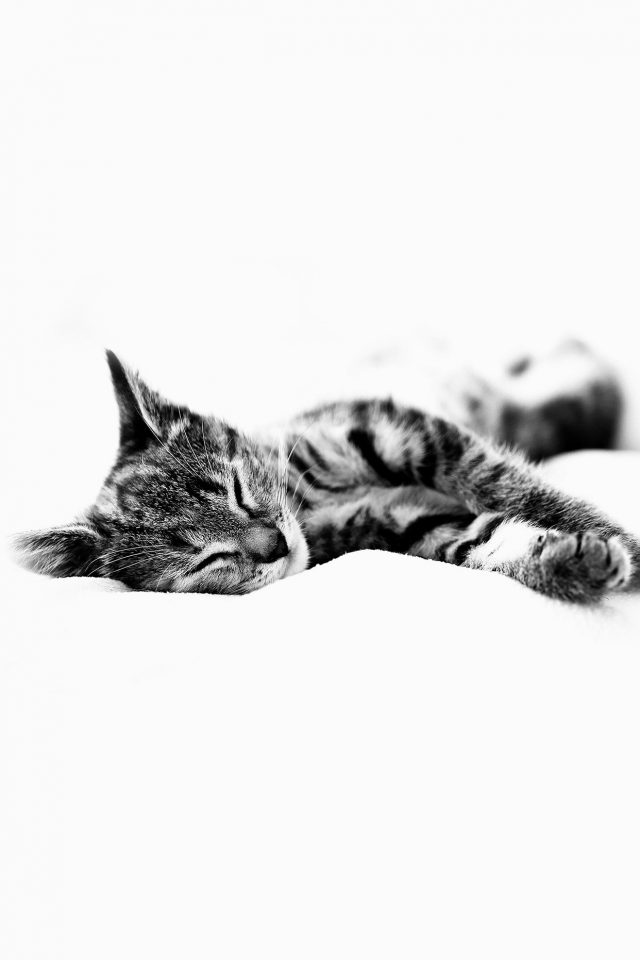 Sleepy Cat Kitten White Animal Android wallpaper