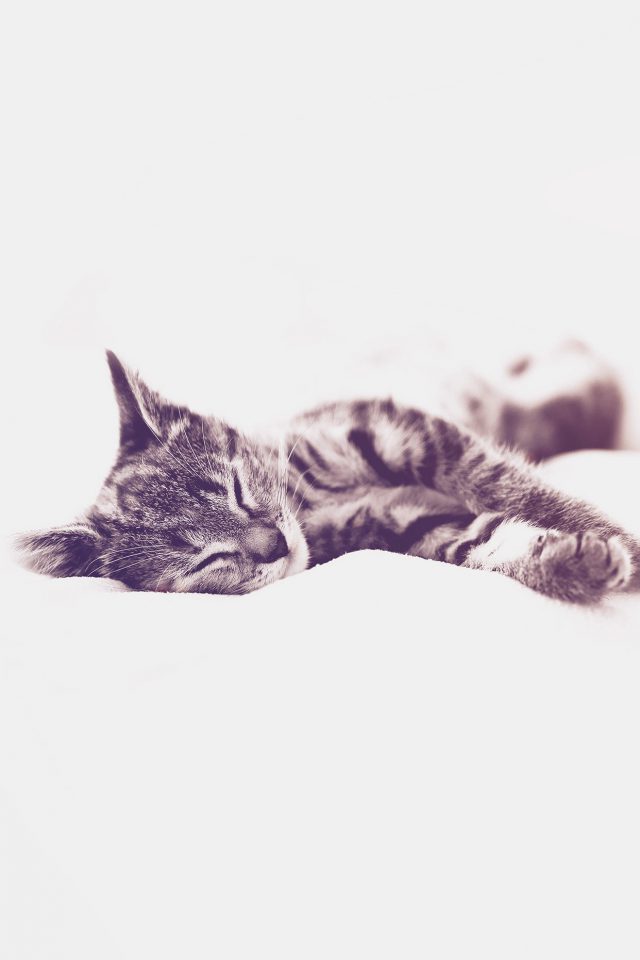 Sleepy Cat Kitten White Animal Blue Android wallpaper