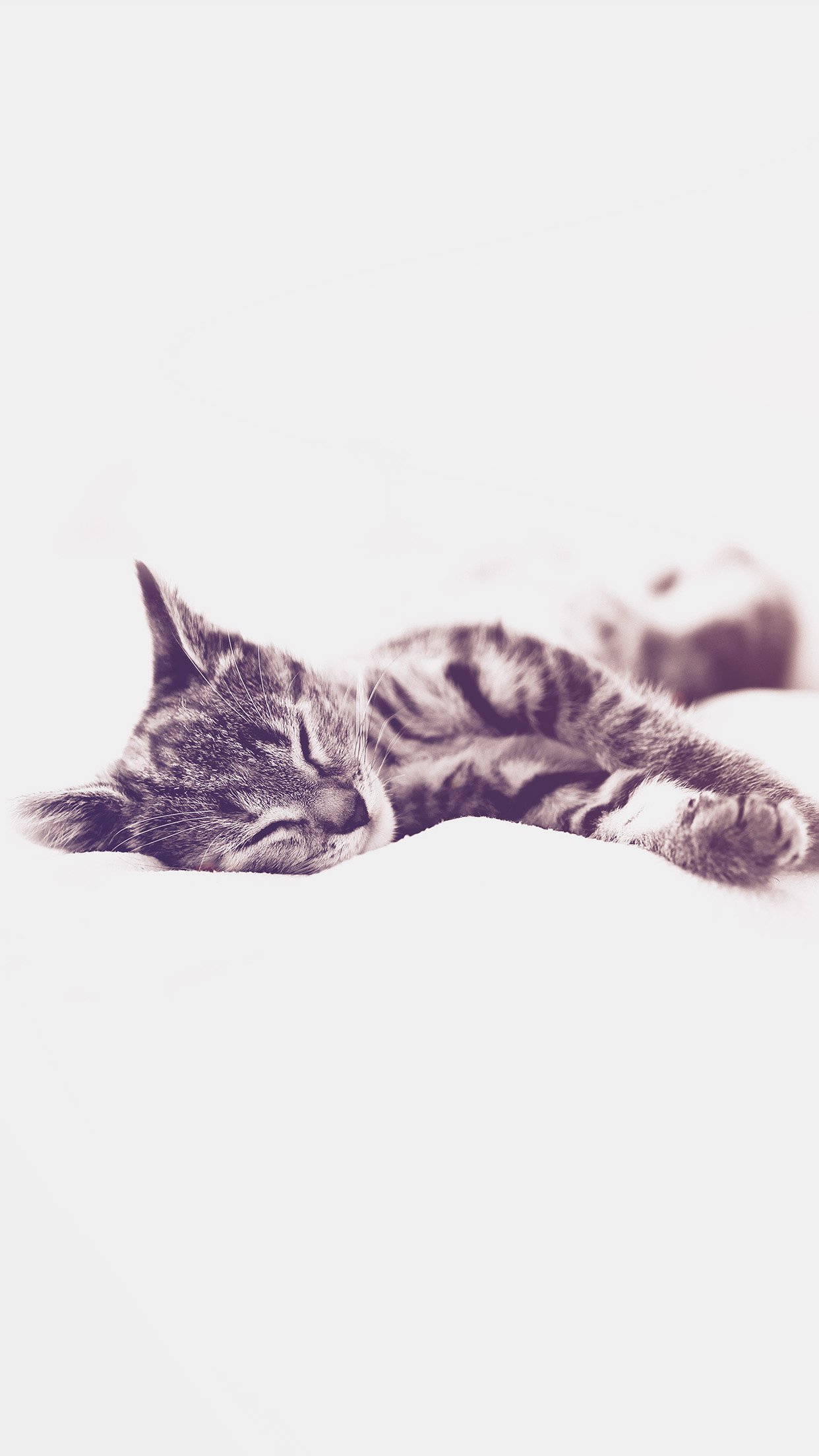 Sleepy Cat Kitten White Animal Blue Android wallpaper