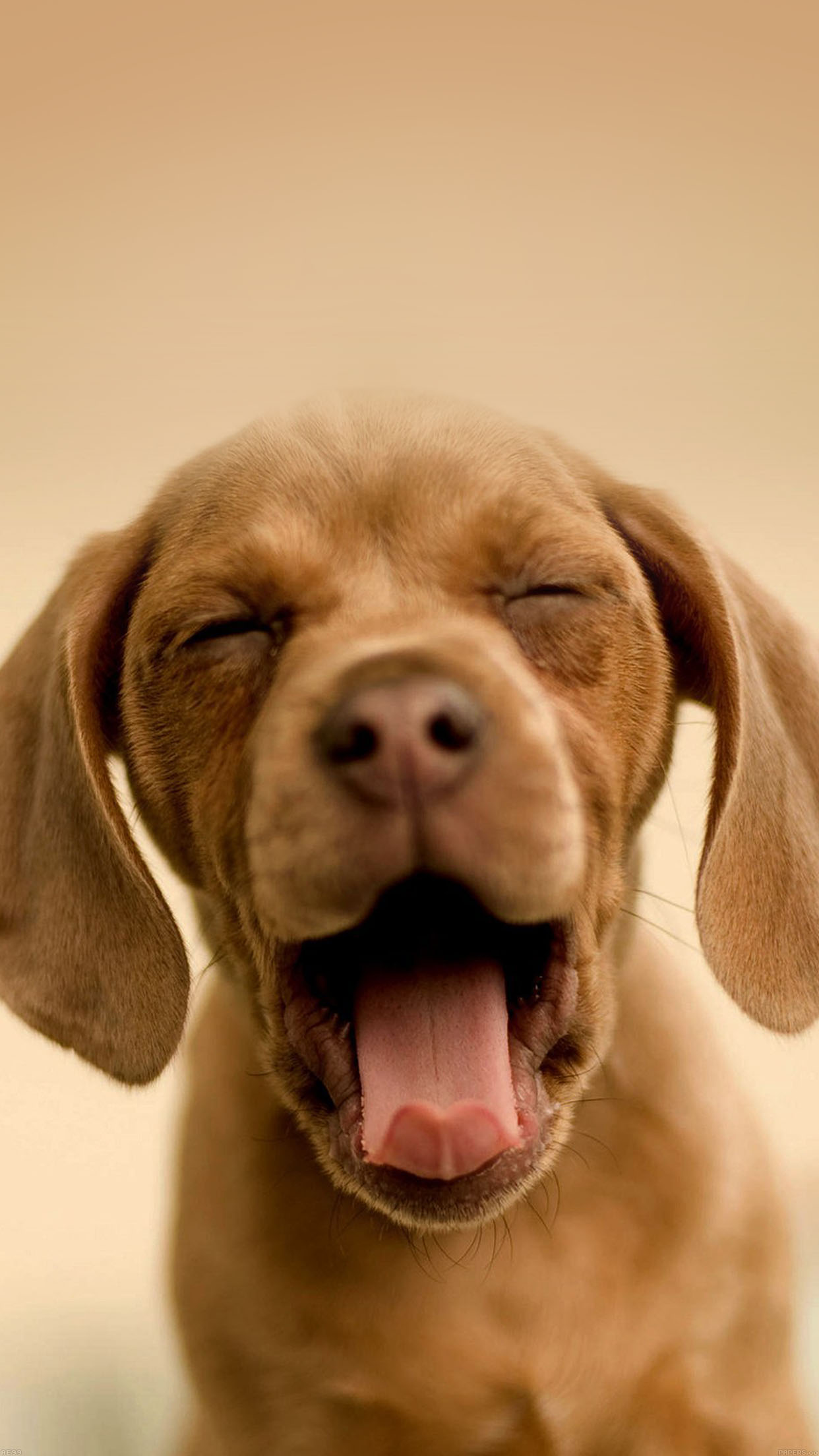 Sleepy Puppy Animal Android wallpaper
