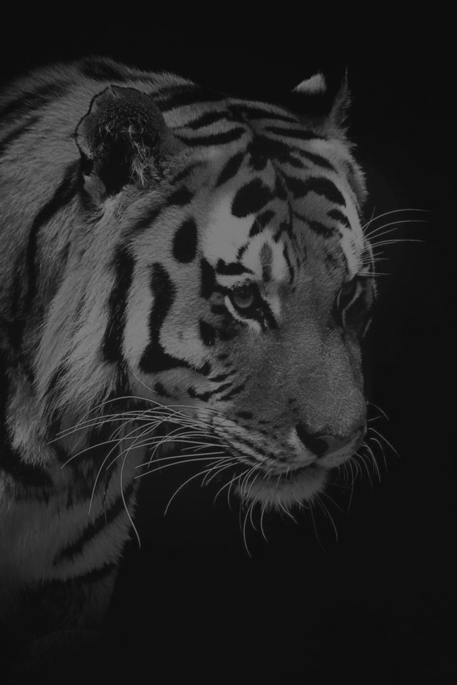 Tiger Dark Bw Animal Love Nature Android wallpaper
