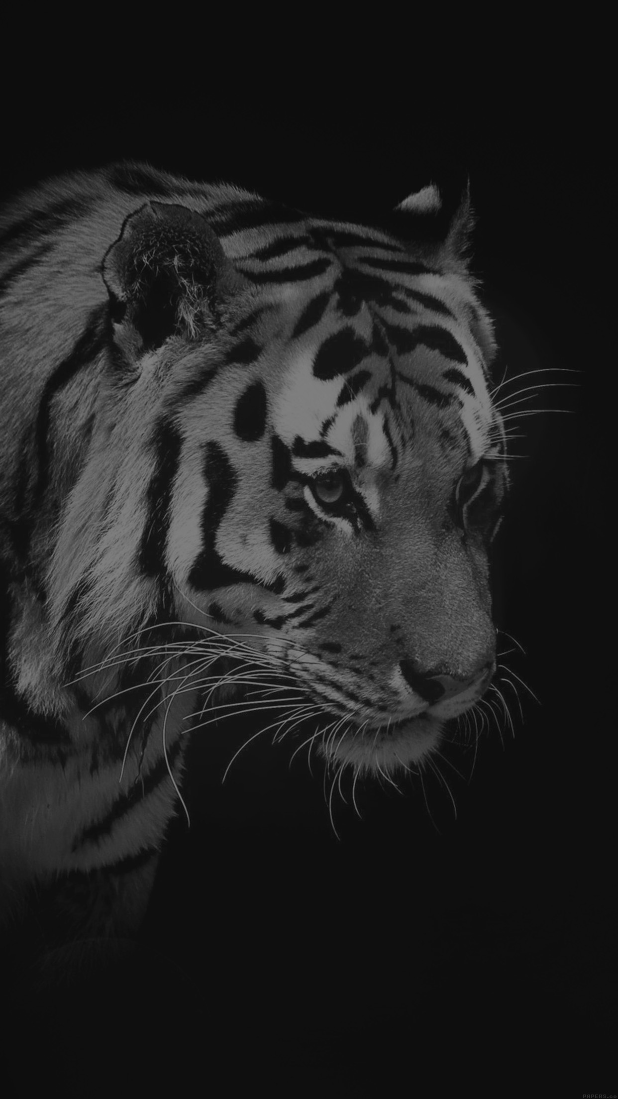 Tiger Dark Bw Animal Love Nature Android Wallpaper Android Hd