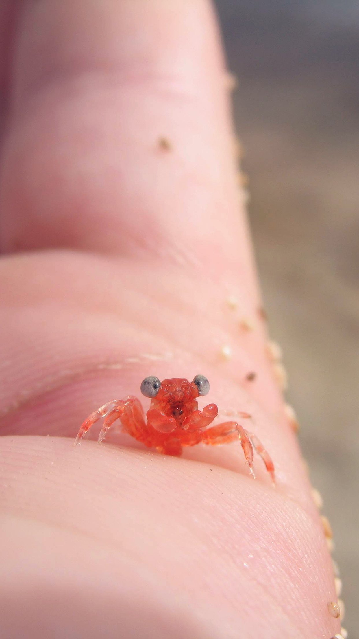 Tiny Little Crab Hand Animal Sea Cute Flare Android wallpaper