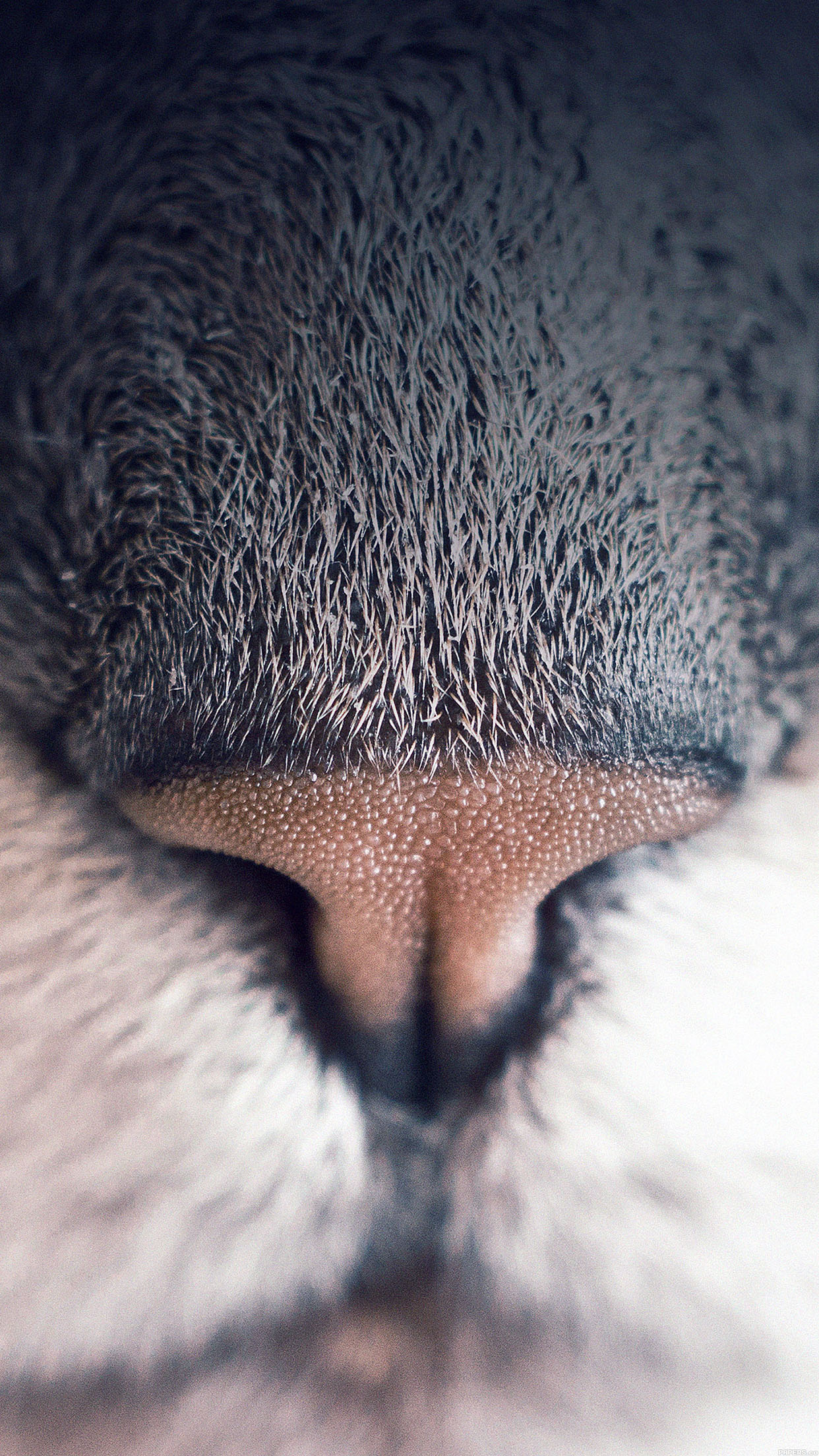 Wallpaper 18hs Cat Nose Animal Android wallpaper